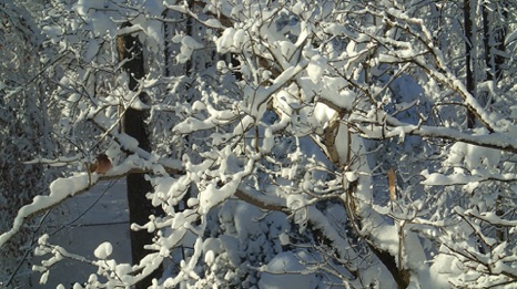 The Fallen Snow The Fallen Snow